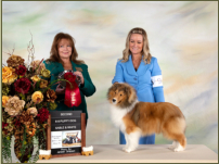  AM/CAN CH. HIGHLEDGE TRESTA JETSET (Second in the ASSA National Sable 6-9 month puppy class)