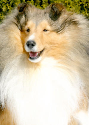 "CH. HIGHLEDGE IRISH CREAM,  ROMC"    October 27, 2004 - September 3, 2012