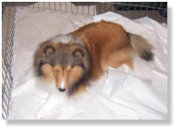 Being a show dog makes me tired.... But look how beautiful you were.
