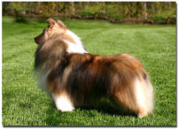 Bailey rarely stood still when out in the yard....but when something caught his attention, I was lucky enough to get a shot! ........Our sweet "little brown dog"     Bailey's photo is untouched,  and he is "au natural".