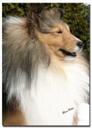 Bailey at 3 years