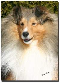 Bailey at 3 years