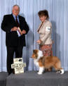 Champion Number NINE... BPIG Ch. Golden Hylite's Regal Chablis,  4 Puppy In Group, 2009.