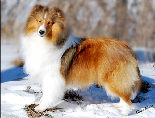 Highledge shelties shop
