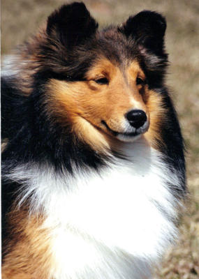 Bonnie Taylor Photo
