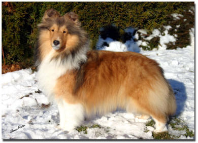 Chamois is pictured  at  9 months  old. 