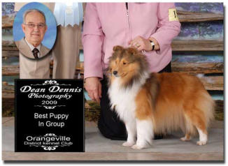 Chamois is pictured winning the Puppy Group in Orangeville under well respected breeder judge Fred Gordon.  Chamois is  shown exclusively by Shirley Perry of Omega Collies.