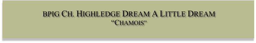 BPIG CH. HIGHLEDGE DREAM A LITTLE DREAM �CHAMOIS�