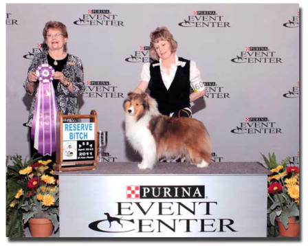 The Chamois daughter BPIG Ch. Crinan's Diva is Reserve Winners Bitch at the ASSA National 2011.