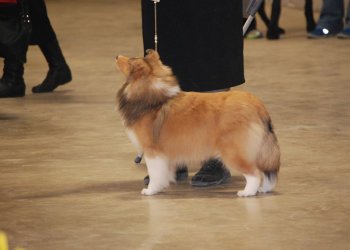 Waiting to go in the ring.