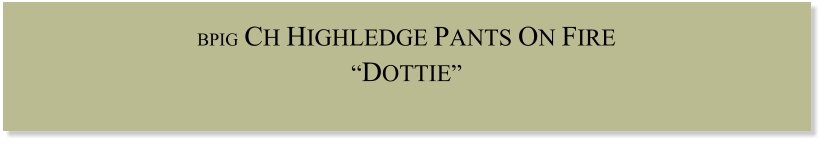BPIG CH HIGHLEDGE PANTS ON FIRE “DOTTIE”