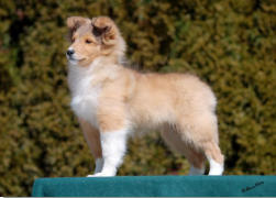 Am/Can/Ch. Reinmaur’s Firecracker ROMC   x  Highledge Rumor Has It.  Dottie  at 14 weeks.