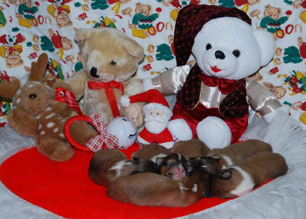 Where is she?  This was a beautiful, healthy litter born just 10 days before Christmas.  MERRY CHRISTMAS HIGHLEDGE!