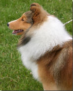 Gabby at 10 months old, all ready to go in the ring.  She won Group First and Best Puppy In Group that day.