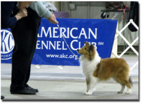 Gwen is pictured above at 6 months and 1 day old at her first show where she went on to win Reserve Winners Bitch.