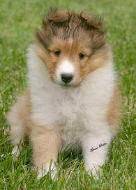 Gwen is pictured at 6  weeks old. 