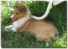 Gwen is pictured above at 12  weeks old