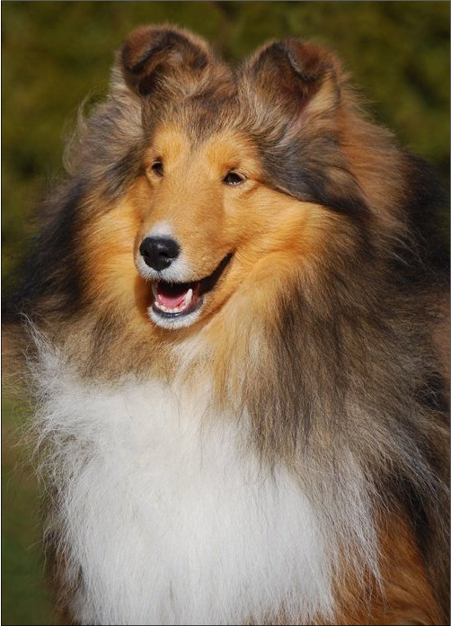HIGHLEDGE SHELTIES-BREEDERS OF QUALITY 