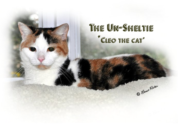 The Un-Sheltie Cleo the cat