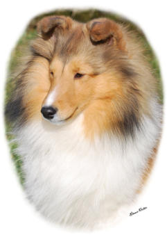 Izzie at 7 months, we loved her clean head and beautiful muzzle.