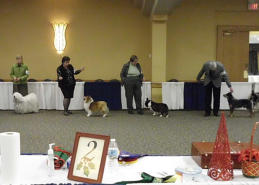 After being away from the Show world for three years, Izzie thought it might be fun to play again.  She came home with 3 Breed wins a Group Second and a Group Third for her three day week-end.  You GO Girl.