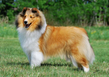 Izzie at 13 months.  This is the day she finished.