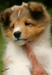 Izzie the day we brought her home at 10 weeks.