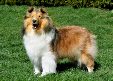 Izzie is pictured at 3 years old