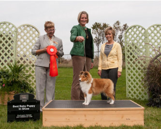 BBPIS Highledge Hearts on Fire winning Best Baby Puppy In Show!