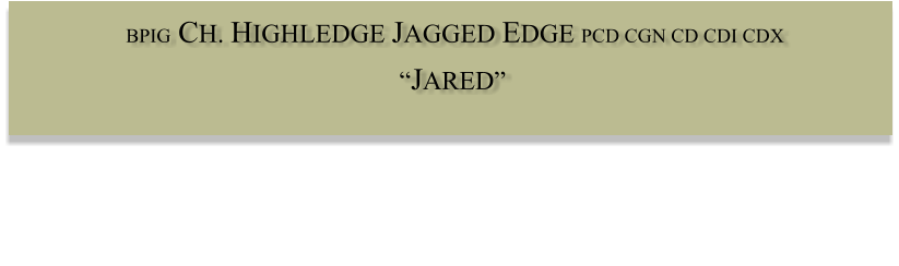 BPIG  CH. HIGHLEDGE JAGGED EDGE PCD CGN CD CDI CDX  JARED