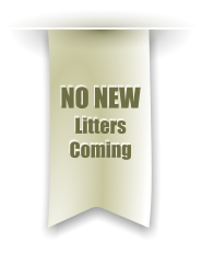 NO NEW Litters Coming