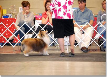 In the Veterans Class at the Canadian Shetland Sheepdog Association National Specialty.