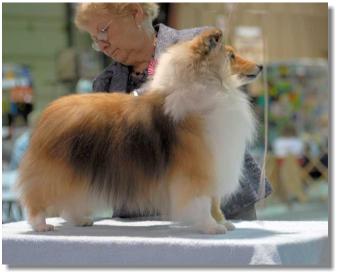 Maddison is pictured in May 2008 (on the table) at the Canadian Collie & Shetland Sheepdog Association Specialty.