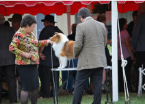 Marshall is pictured at 7 months with Judge  Adrian Landarte from Montevideo, Uraguay. winning his third Best Puppy In Group. 