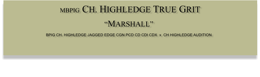 MBPIG CH. HIGHLEDGE TRUE GRIT  “MARSHALL” BPIG CH. HIGHLEDGE JAGGED EDGE CGN PCD CD CDI CDX  x  CH HIGHLEDGE AUDITION