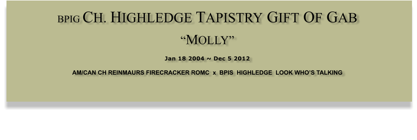 BPIG CH. HIGHLEDGE TAPISTRY GIFT OF GAB  �MOLLY�  Jan 18 2004 ~ Dec 5 2012 AM/CAN CH REINMAURS FIRECRACKER ROMC  x  BPIS  HIGHLEDGE  LOOK WHO�S TALKING