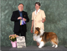 Champion Number TWENTY ONE... Ch. Reinmaur's Starfire at Tarbarka, May 2013