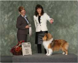 Olivia is pictured at 7 1/2 years old in the unofficial Veterans Class. She is as beautiful now as she was as a puppy. She LOVED to be back in the ring. It was the first time in years she had been to a show, and how lucky was I to take her on the trip.