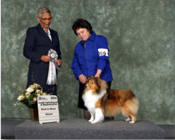 Paired up with Shirley Perry (Omega Collies) for a fun day, Olivia got the nod from Judge Sue-Ellyn Rempel, for Best Veteran in Show. We thank her for the win and for her nice comments about our sweet girl.