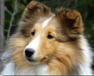  BPISS Lyricisle’s Cassiopeia (Cassie) the Oliver daughter out of BPIS Ch Lyricisle’s Kiss The Boys (Bailey granddaughter) owned by Bill and Judi Byrne, we feel that Oliver has the ability to PRODUCE. WE LOVE THIS PUPPY! Cassie is pictured at 7 1/2 months