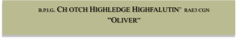 B.P.I.G. CH OTCH HIGHLEDGE HIGHFALUTIN’  RAE3 CGN  “OLIVER”