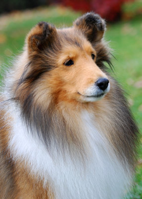 Paige at 10 1/2 years old.  Still beautiful as ever.