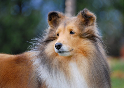 Paige at 10 1/2 years old.  Still beautiful as ever.