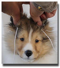 Gluing sheltie hotsell ears