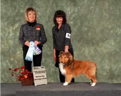 Tanner winning Winners Dog and Best Puppy In Group and the Herding Specialty at 7 months old.