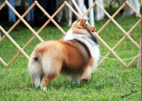 Titus in the ring at The Erie Shores Dog Show, he went on to win a GROUP 3RD that day