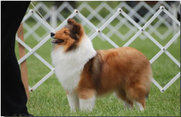  Tori at Hamilton Kennel Club where she  was WB BW BB Group Three and Best Puppy in Group for her first 4 points. True to form she showed her little heart out. Many thanks to Shirley Perry for presenting Tori so beautifully!