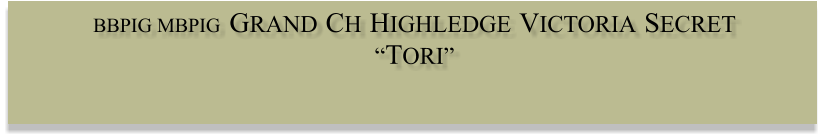 BBPIG MBPIG  GRAND  CH  HIGHLEDGE VICTORIA SECRET “TORI”