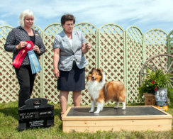 BEST OF BREED, GROUP TWO AND BEST PUPPY IN GROUP TO COMPLETE HER GRAND CHAMPIONSHIP