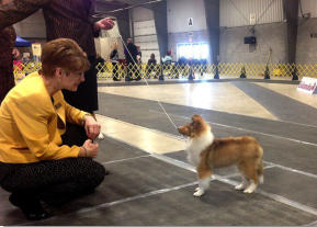 Tori is pictured with Judge Honey Glendinning at her very first show in the Baby Puppy Class.  As someone watching pointed out This puppy stole the show! Just adorable and loves the show ring!  Thanks for the many compliments on this sweet puppy